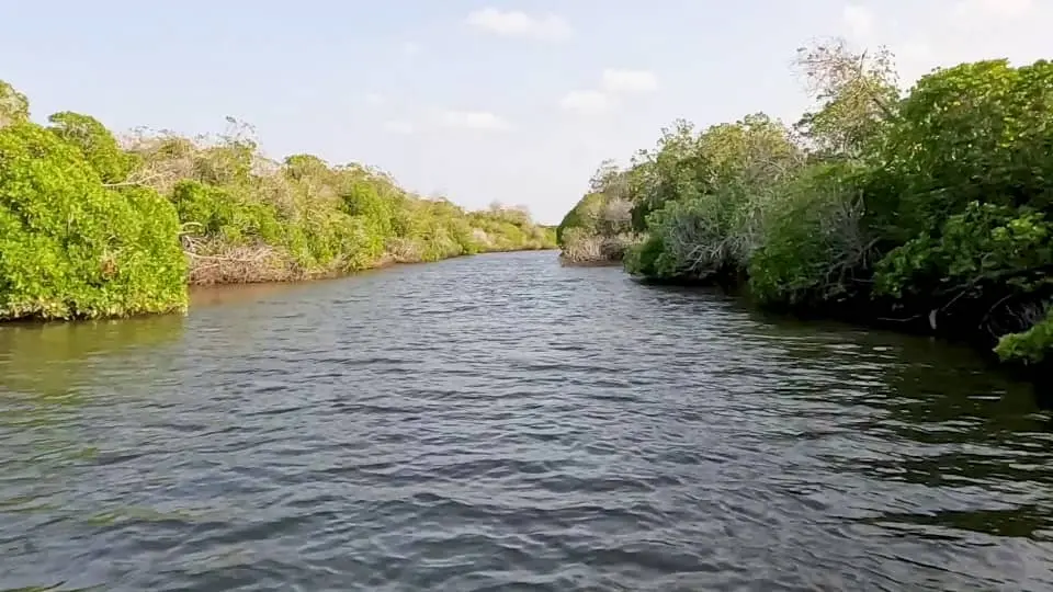 Lagune de Khor Angar, écosystème côtier